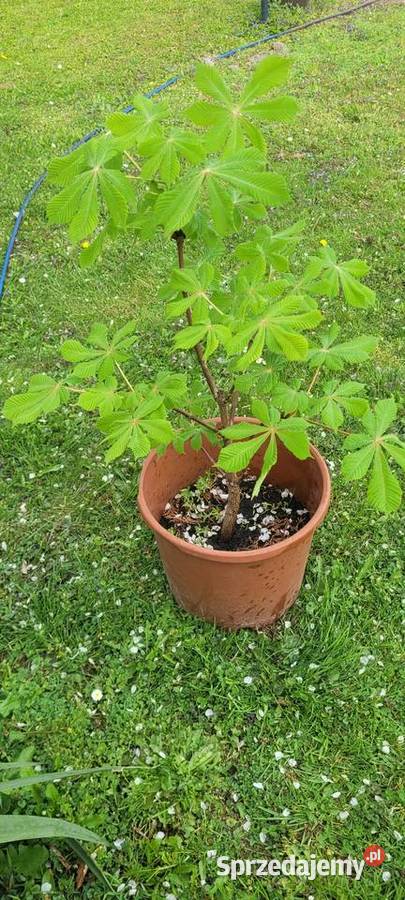 Kasztanowiec zwykły biały Rośliny przemysłowe Rośliny przemysłowe