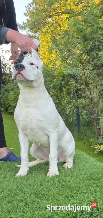 Suczki Dog Argentyński ZKwP FCI 6 miesięcy mazowieckie
