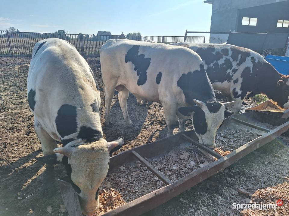 Byki hf Warszew sprzedam