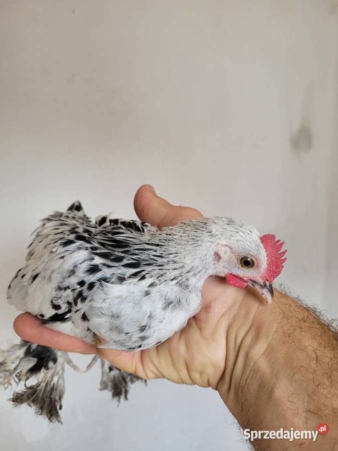 Kogutki Karzełki Łapciate Nowe Brzesko