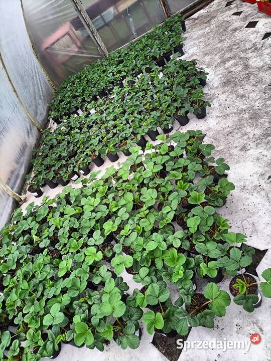 Sadzonki pomidorów papryki seler porpietruszka wielkopolskie Szamocin