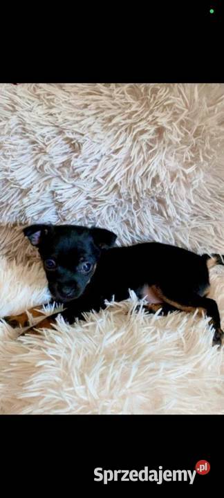 Pinczerek miniaturka mazowieckie Płock sprzedam