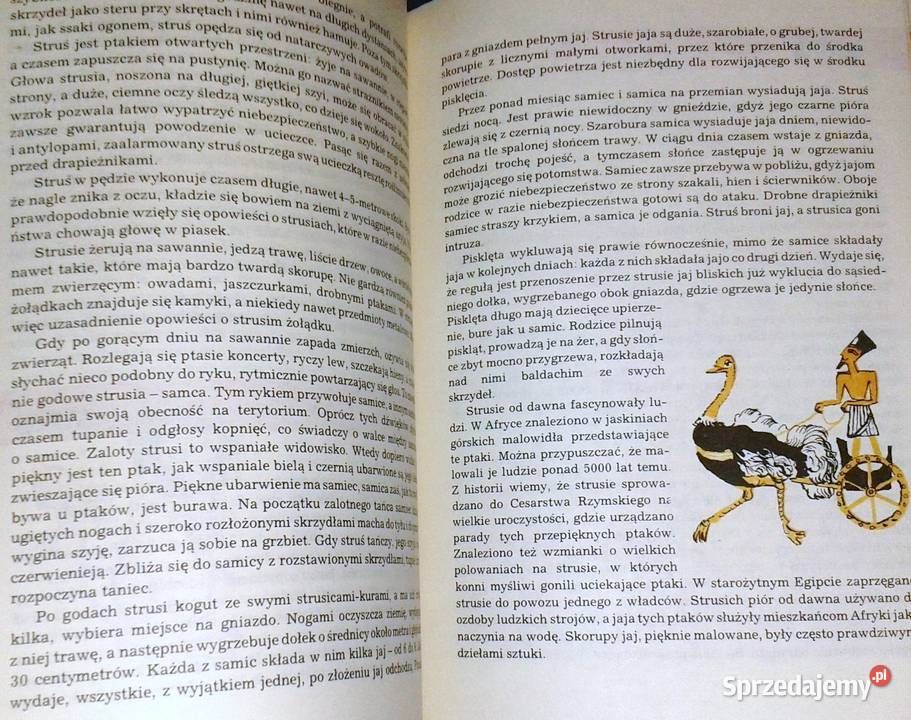 I kudłate i łaciate Maria Sołtyńska miękka Pozostałe Chełm