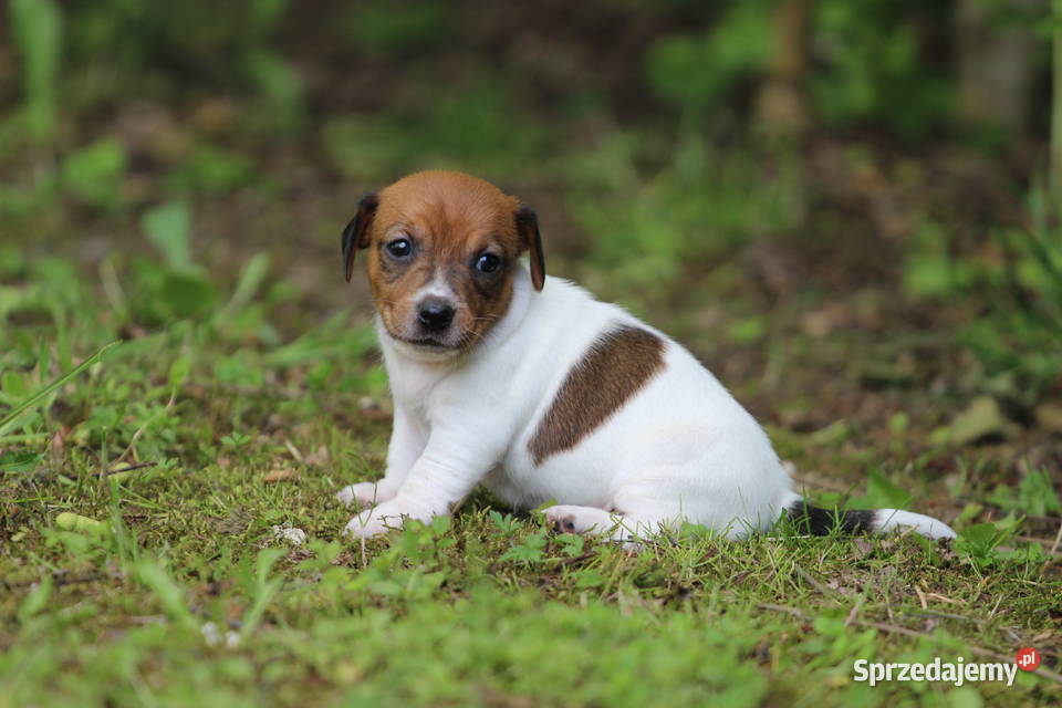 Piesek Jack Russell Terrier krótkowłosy