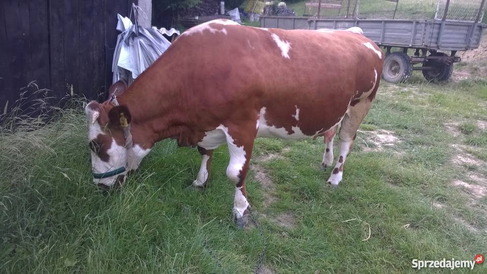 Krowa Bydło mleczne podkarpackie Dębica