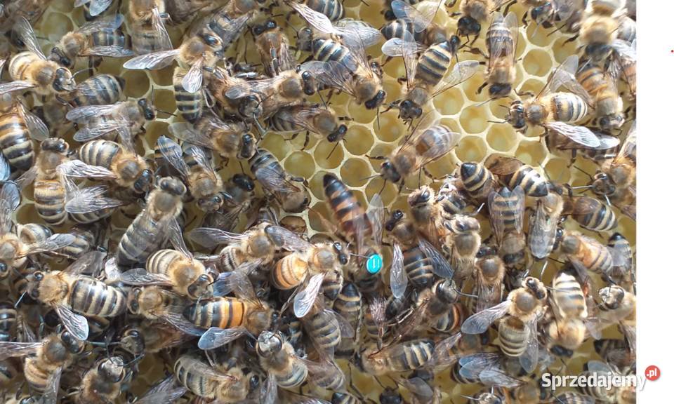 Matki pszczele Karpatka Iwonka Bieździedza