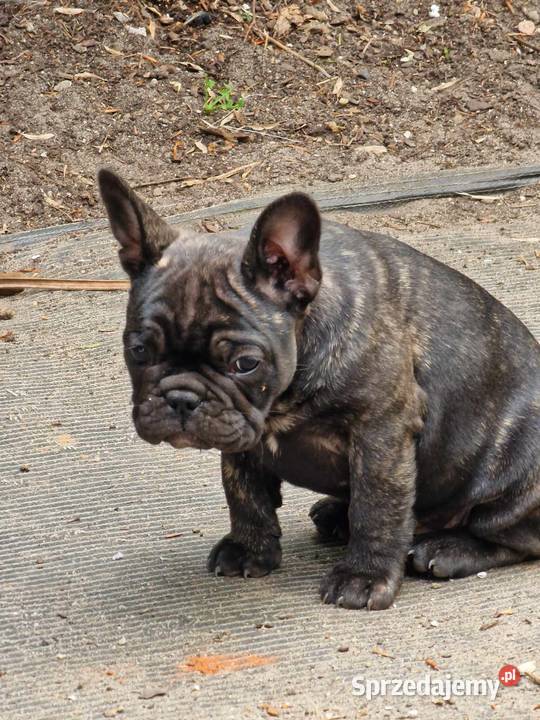 Buldogi francuskie Kamieńsk