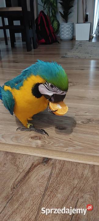 Sprzedam papugę Ara ararauna Ptaki Charsznica
