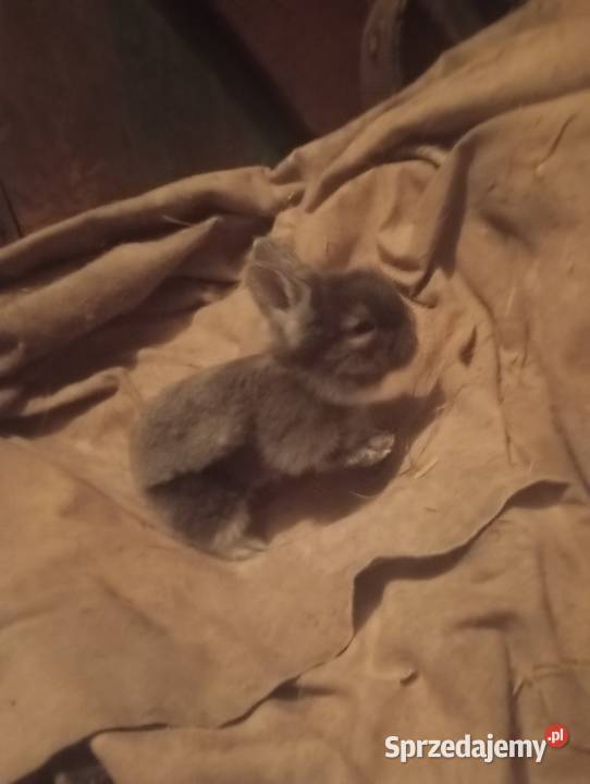 Sprzedam króliczki karzełki czarne szare havana Izbica-Wieś