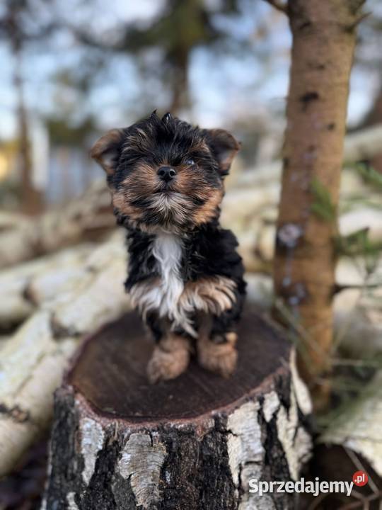 Piękny piesek York mini XXS z rodowodem