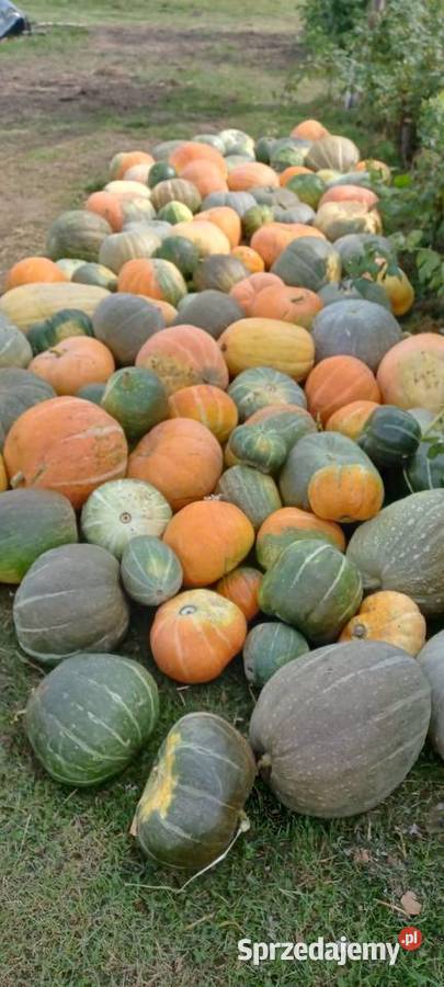 Dynia 2025 Sędziszów Małopolski