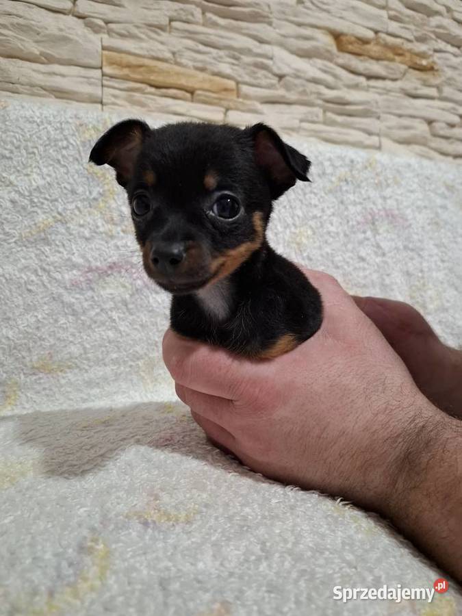 Chihuahua szczeniaczek mazowieckie Mińsk Mazowiecki