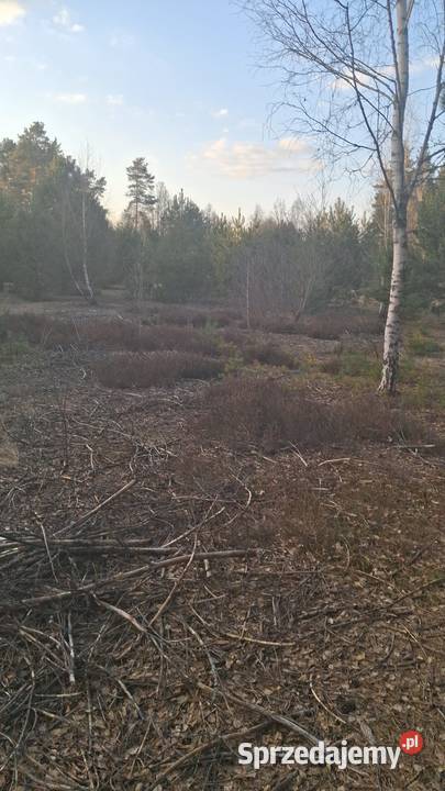 Sprzedam działkę rekreacyjną Sprzedaż Karolówka