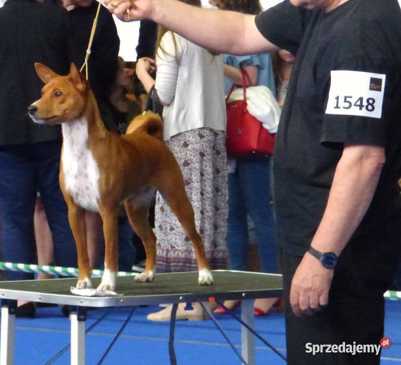 Basenji szczenię KUUME Z GREMLINKOWA Pozostałe Zwierzęta Pabianice sprzedam