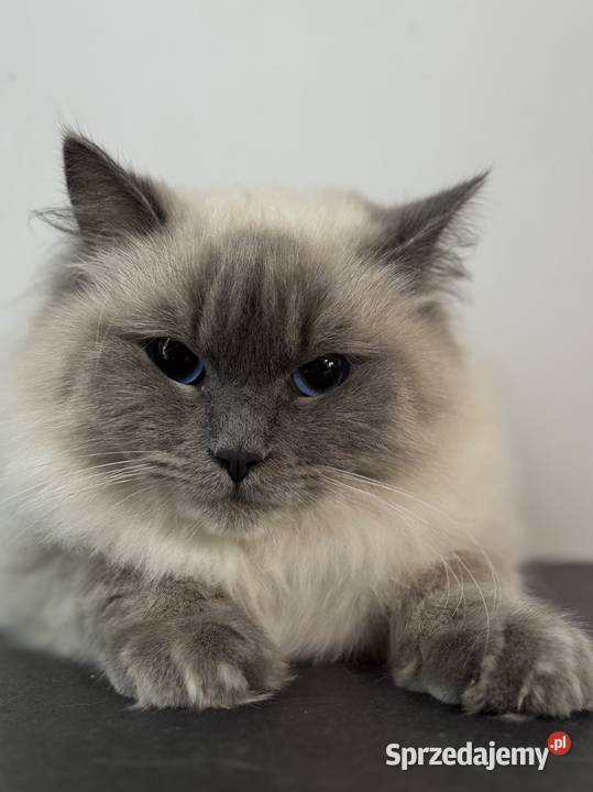 cudowny ragdoll rodowód hodowla FPL kocur Zwierzęta Gorzów Wielkopolski sprzedam