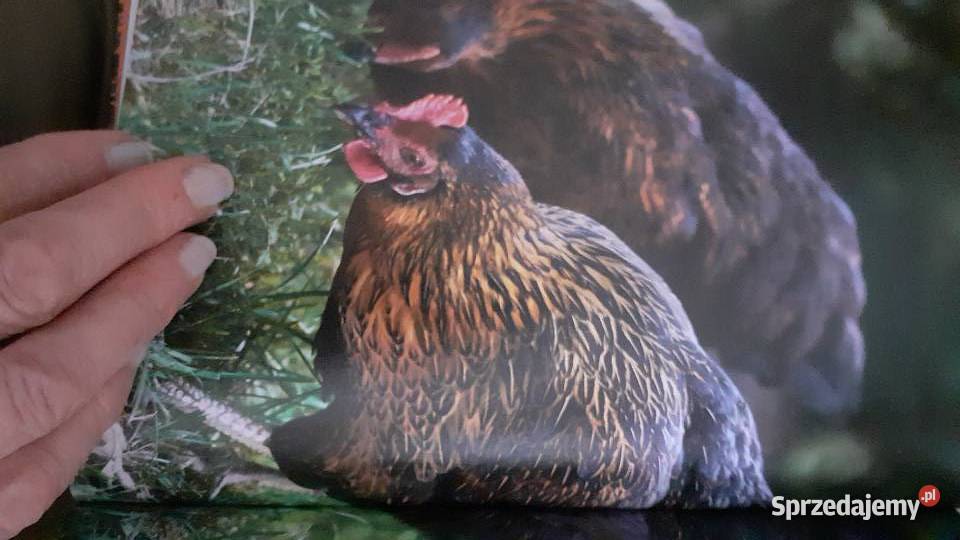 Kuchnia Polska na słono wg Karola Okrasy Szczecin