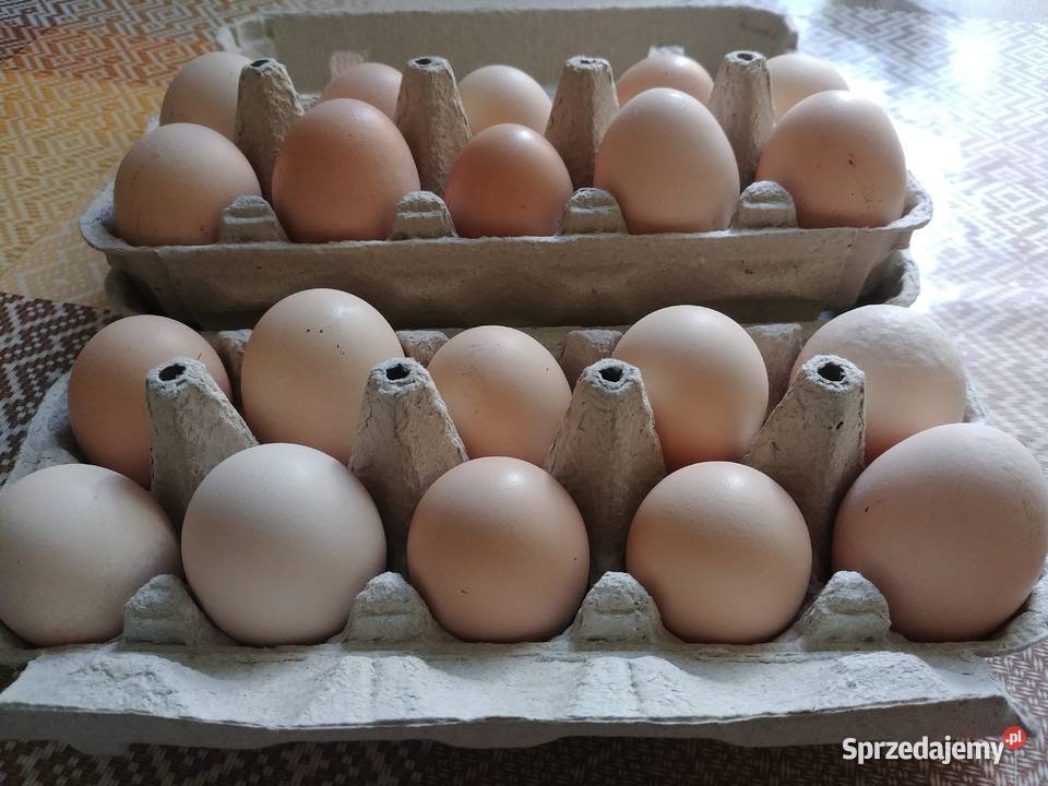 Jaja EKOLOGICZNE podwórkowe Szczęśliwe Kurki Mińsk Mazowiecki