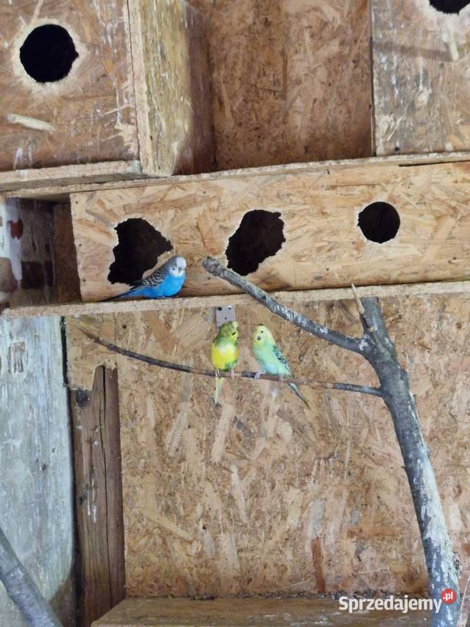 Sprzedam papugi Krasowa