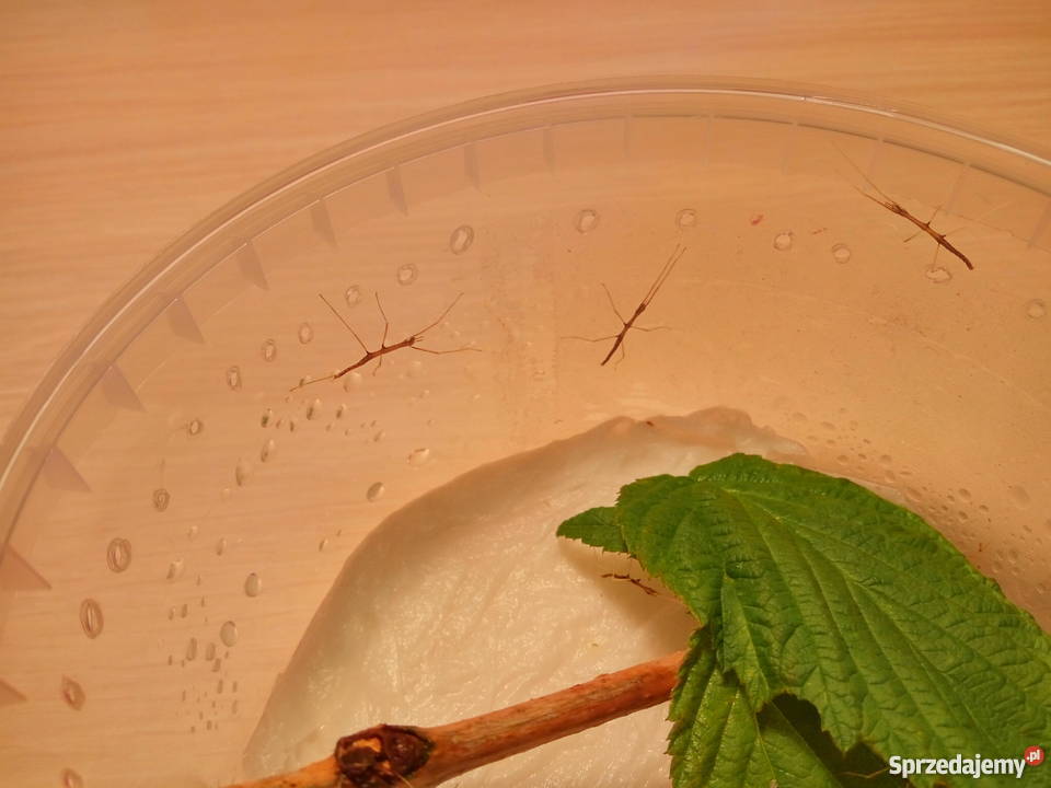 Patyczaki rogate młode świerzo wyklute jaja Machowa