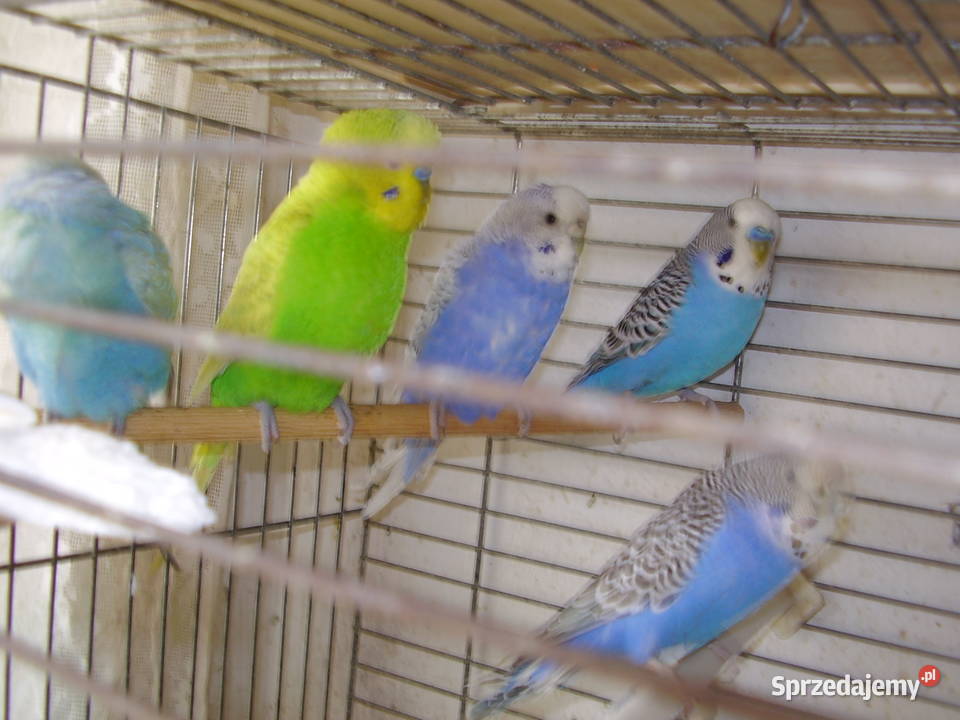 Papużki faliste dwumiesięczne tęczowe sprzedam Kraków