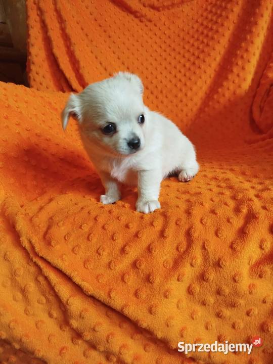 Urocze szczenięta rasy Chihuahua Płońsk
