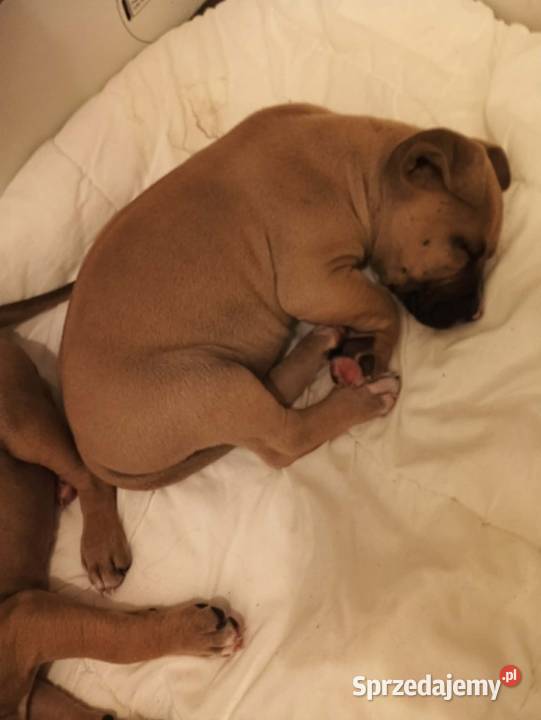 amstaff Amstaff Mińsk Mazowiecki