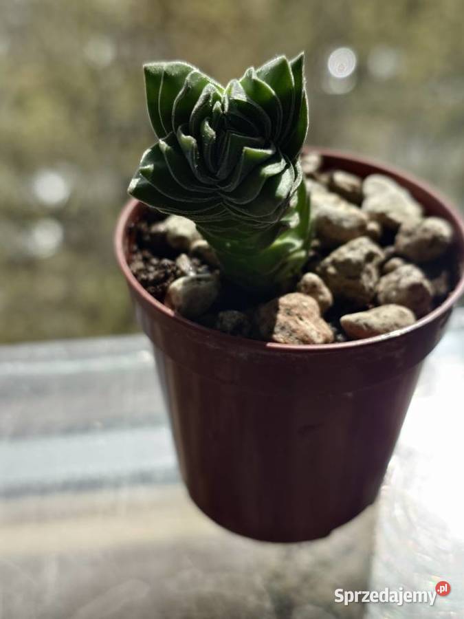 Crassula Kimnachi Buddhas Temple grubosz Warszawa