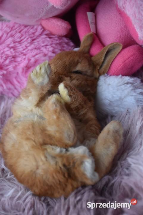 Karzełek rex króliki karzełki Mini Włocławek