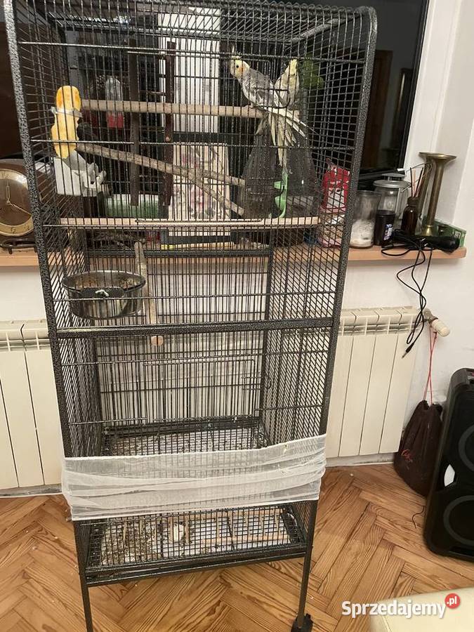 Papużki nimfy klatka Ptaki Zwierzęta