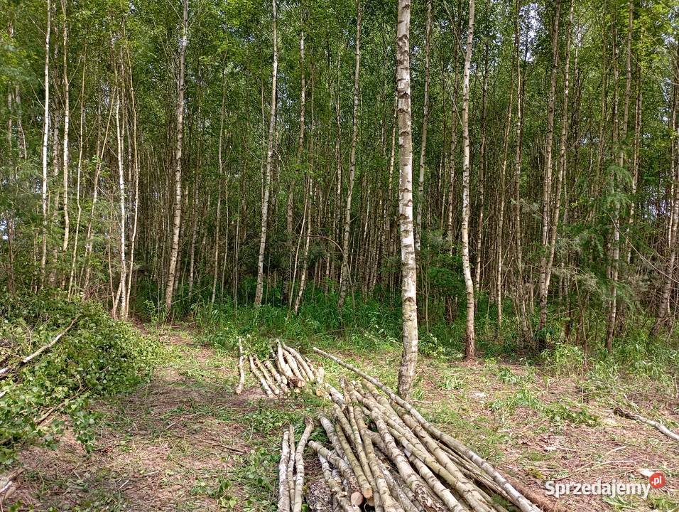 Wycinka Drzew Mińsk Mazowiecki