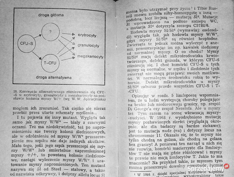 Zagadka tworzenia krwi Wiesław Wiktor Chełm