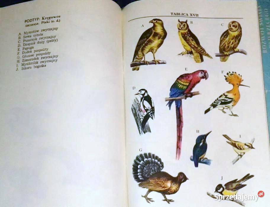 Zoologia J Dąbski Z Kozikowska J Wengris