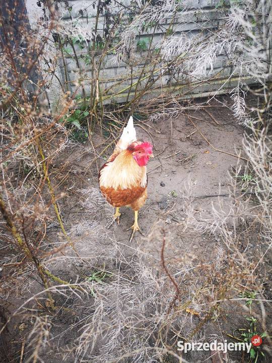 Koguty z Kwietnia tego roku świętokrzyskie