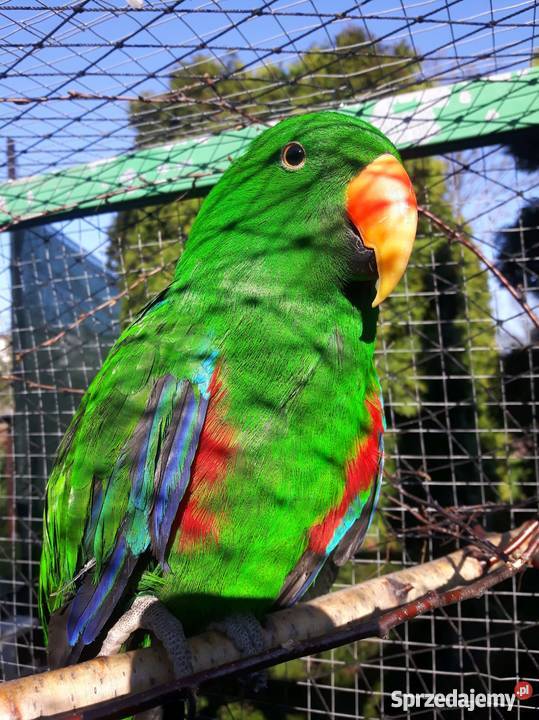 LORA WIELKA Samiec kujawsko-pomorskie Radziejów