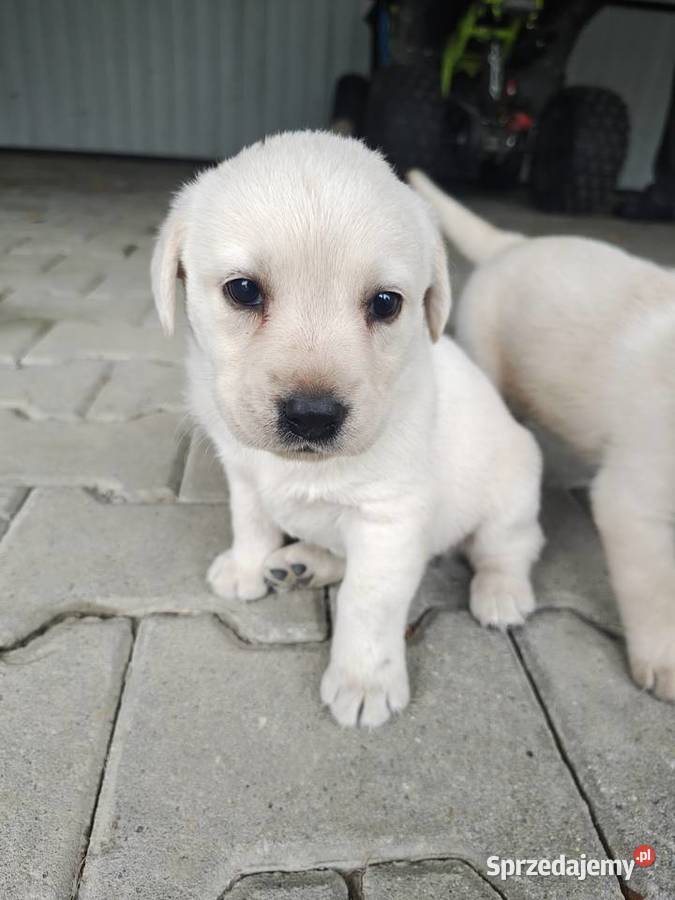 Szczeniaki labrador retriever Łużna