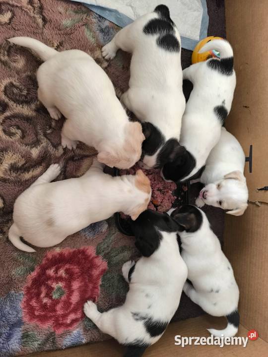 Jack Russell Terrier podkarpackie Łowce
