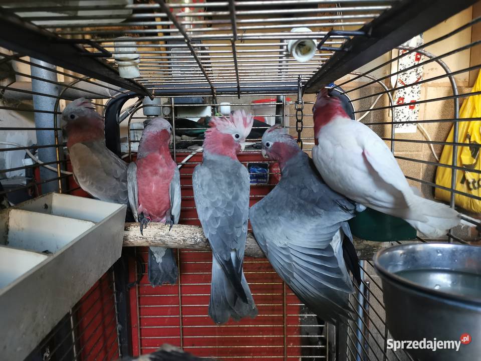 Kakadu Różowe Pisklaki do dalszego ręcznego Ptaki Buk sprzedam