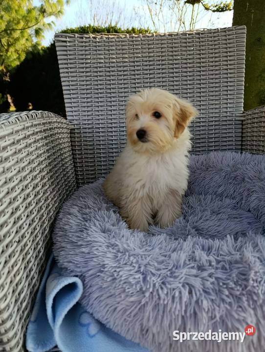 Piesek Maltipoo Pozostałe