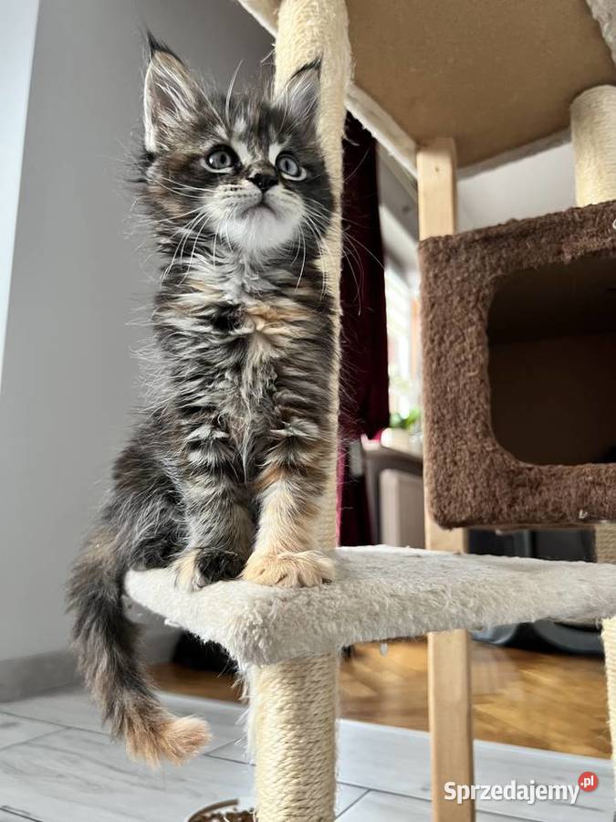 Kocięta Maine Coon Szczekociny sprzedam
