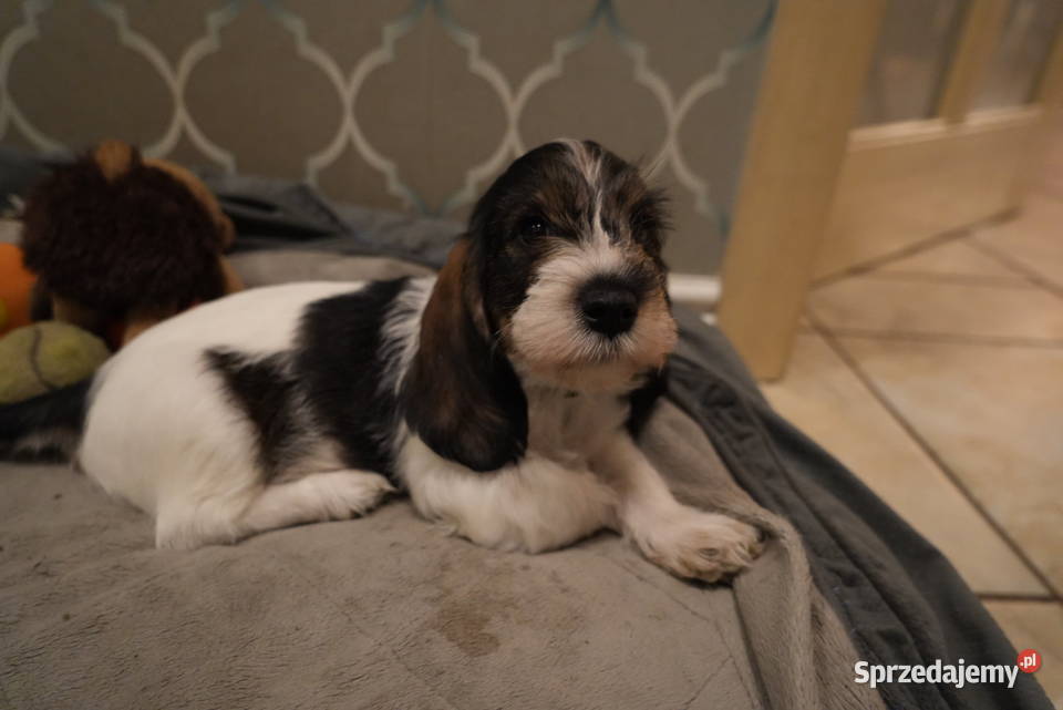 PBGV szczeniak petit basset griffon vendeen ZKWP Jarocin