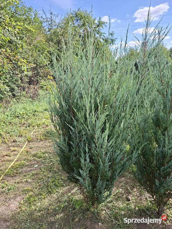 Tani Wysoki Żywopłot Jałowiec Blue Arrow 170 Mszczonów