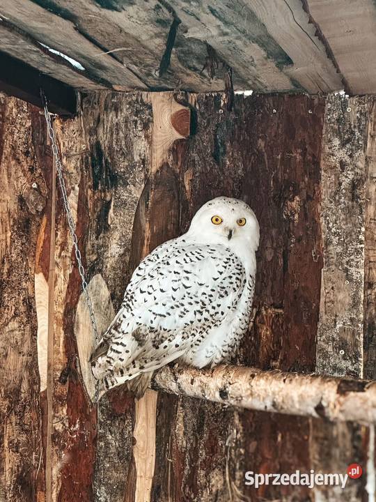 Sowa Puchacz Śnieżny Bubo scandiacus Młodzież Marklowice Górne