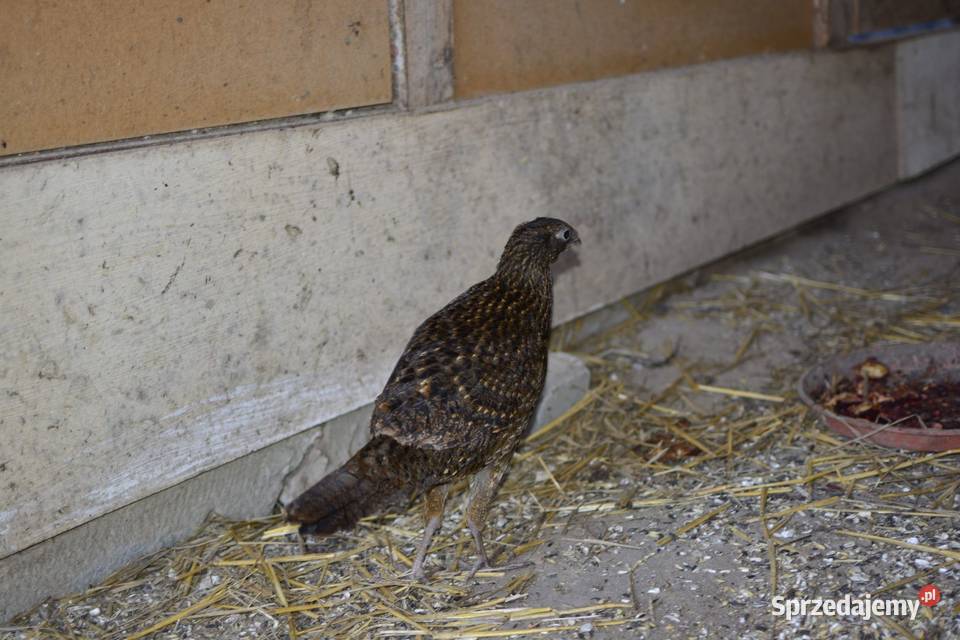 Bażanty tragopany satyry Rzeszów