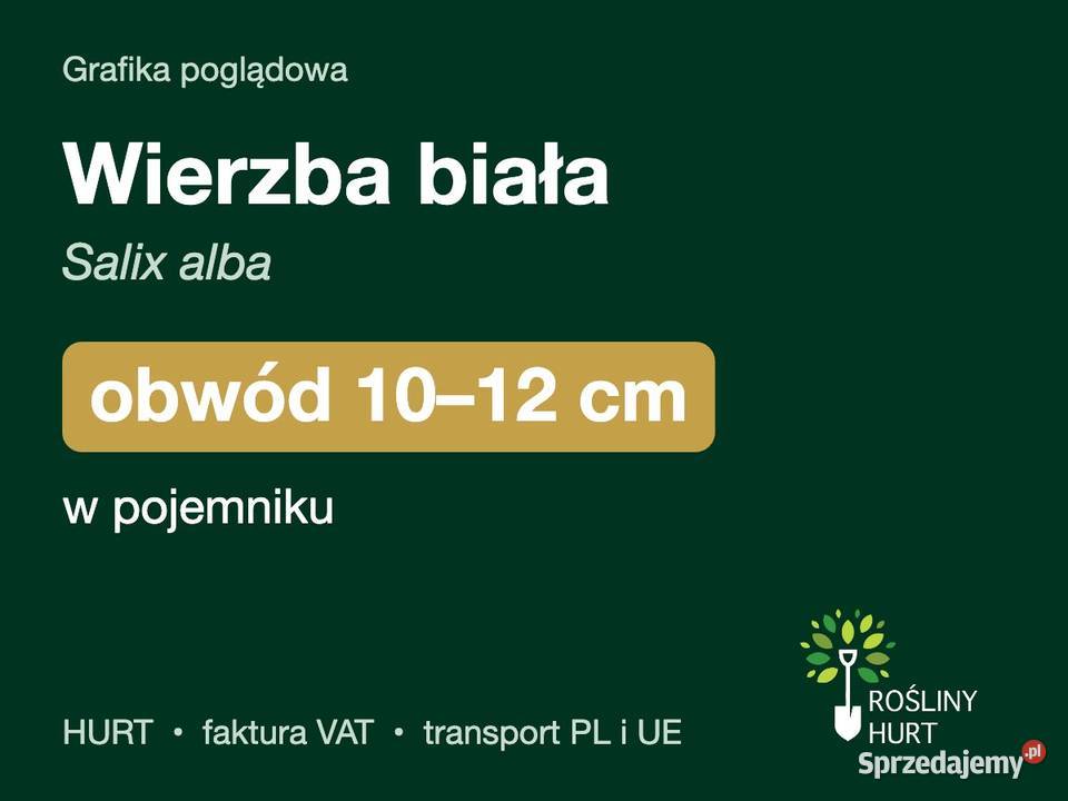 Wierzba biała Salix alba obwód 1012 w pojemniku