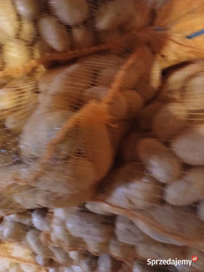 Ziemniaki jadalne sprzedam