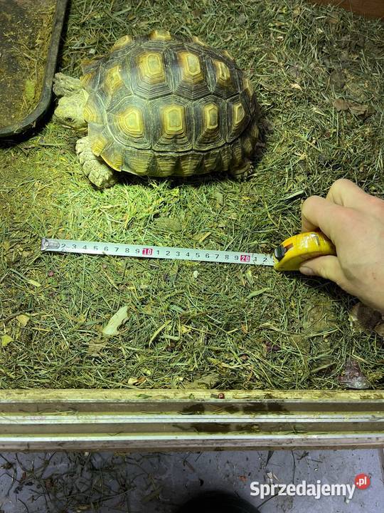 Zółw pustnyy żółw lądowy centrochelys sulcata małopolskie Miechów