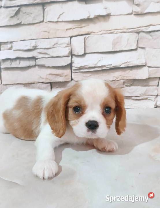 odchowana zdrowa suczka Cavalier king charles Rzeszów