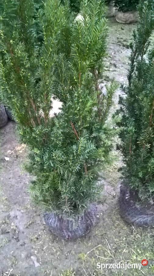 Cis Hicksii Gotowy żywopłot