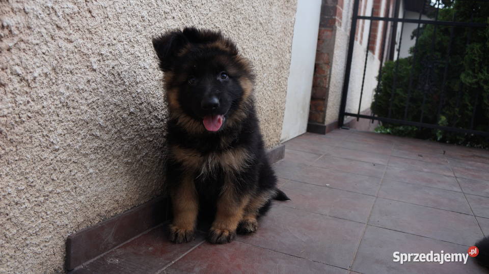 OWCZAREK NIEMIECKI SZCZENIĘTA Bydgoszcz