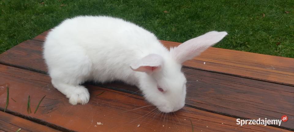 Sprzedam króliki hodowlane udomowione i na mięso pomorskie